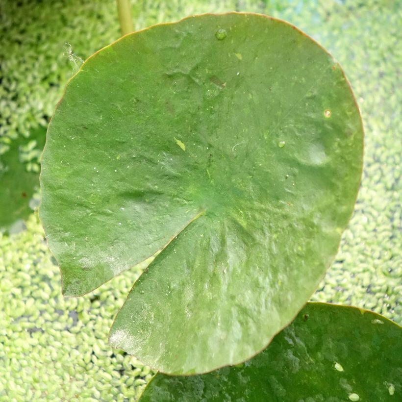 Nymphaea Mangkala Ubol - Waterlelie (Blad)