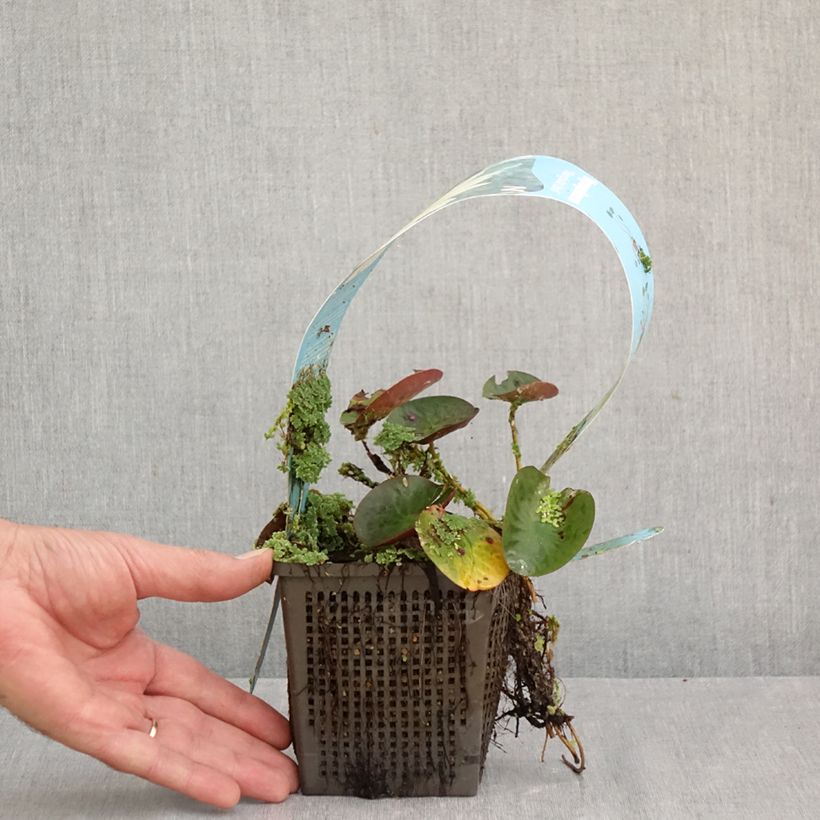 Exemplaar van Nymphaea Mangkala Ubol - Waterlelie Pot van 1 l/1,5 l zoals geleverd in de herfst
