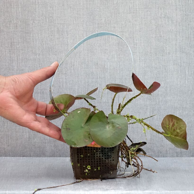 Exemplaar van Nymphaea Mangkala Ubol - Waterlelie Pot van 1 l/1,5 l zoals geleverd in de zomer