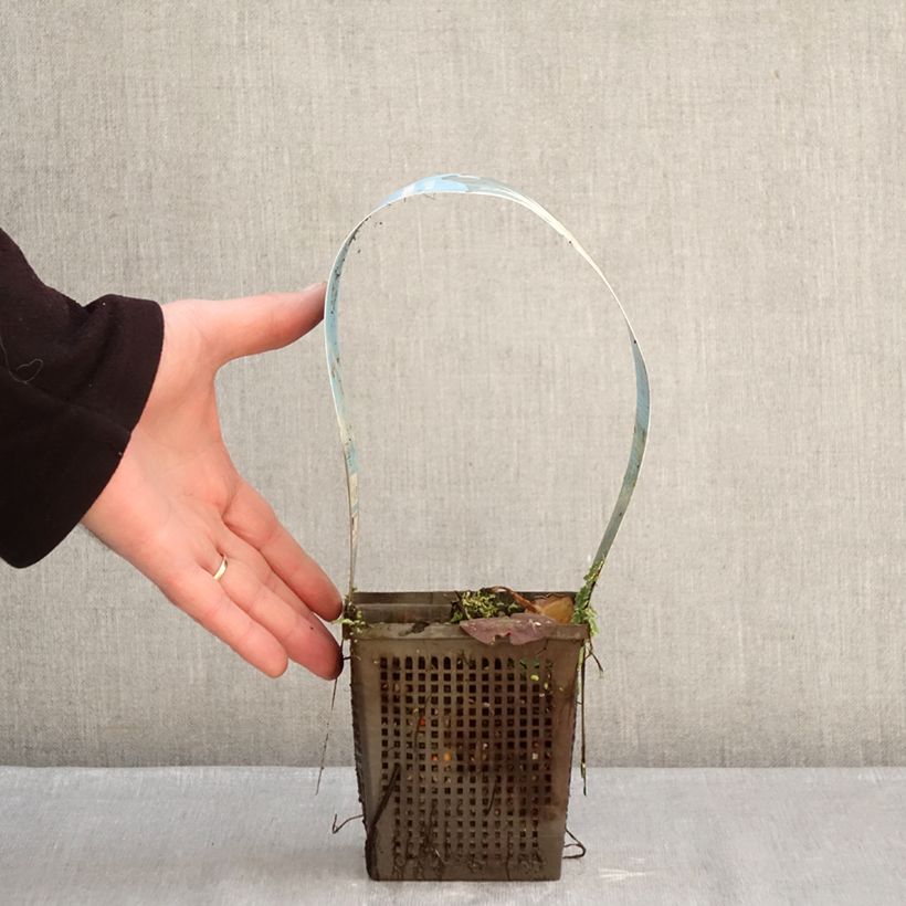 Exemplaar van Nymphaea Mangkala Ubol - Waterlelie Pot van 1 l/1,5 l zoals geleverd in de winter