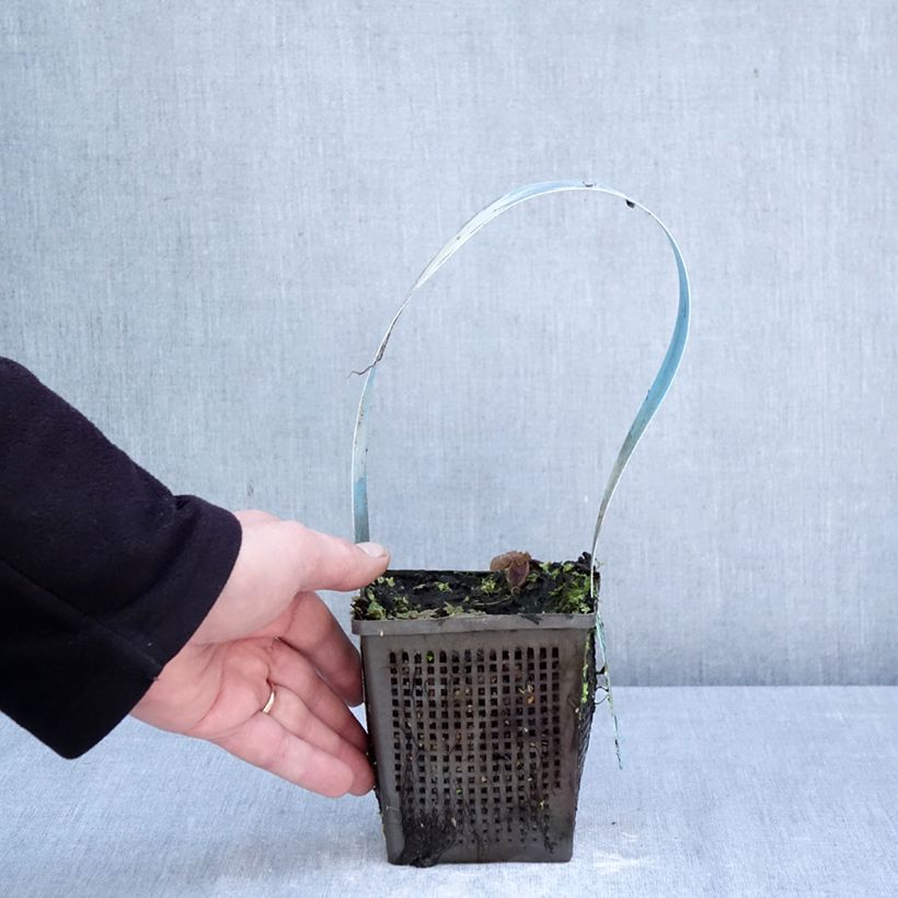 Exemplaar van Nymphaea Mangkala Ubol - Waterlelie Pot van 1 l/1,5 l zoals geleverd in de lente