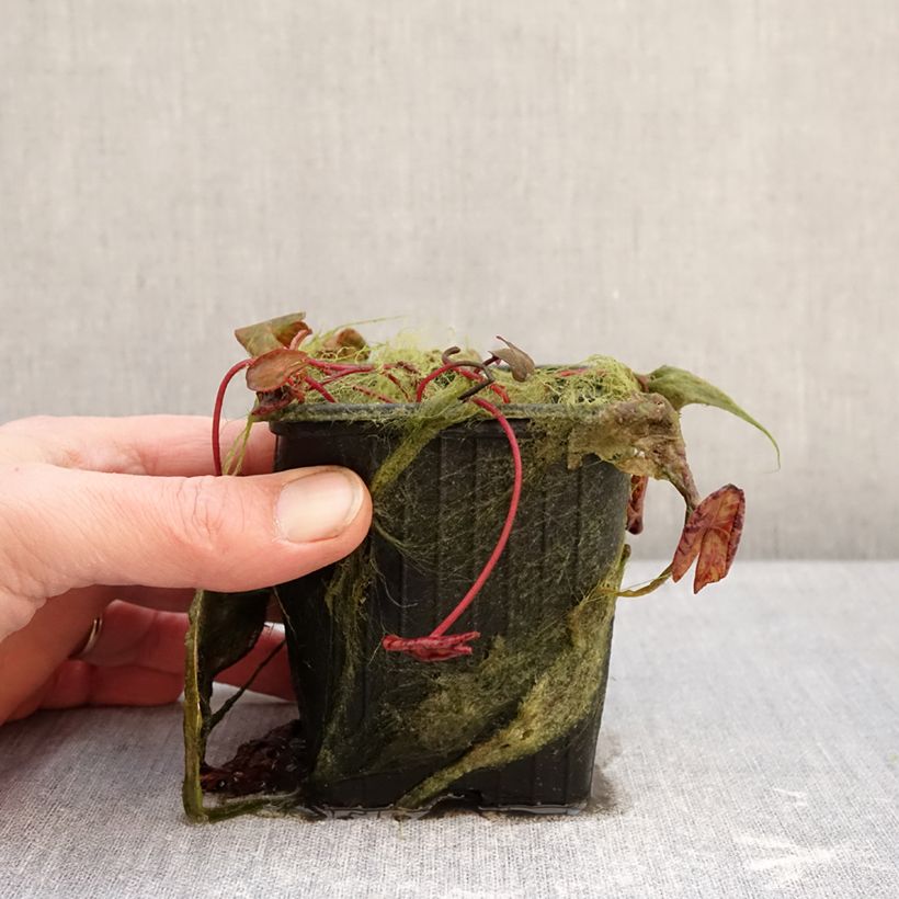 Exemplaar van Nymphaea Marian Strawn - Waterlelie Pot van 1,5 l/2 l zoals geleverd in de winter