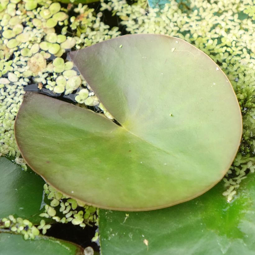 Nymphaea Marliacea Albida - Waterlelie (Blad)
