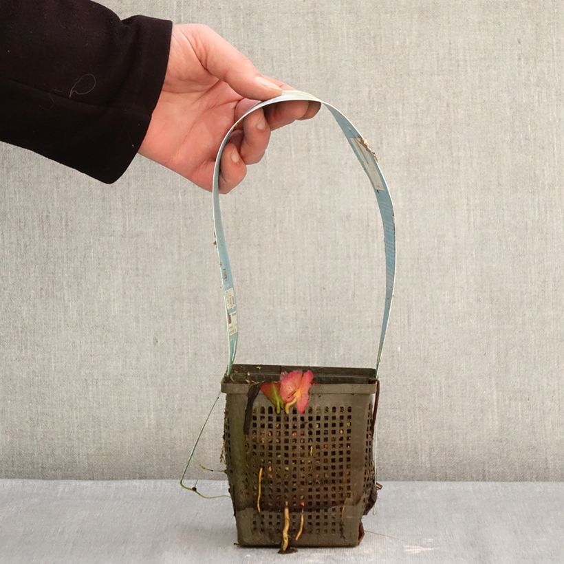 Exemplaar van Nymphaea Marliacea Albida - Waterlelie Pot van 1 l/1,5 l zoals geleverd in de winter