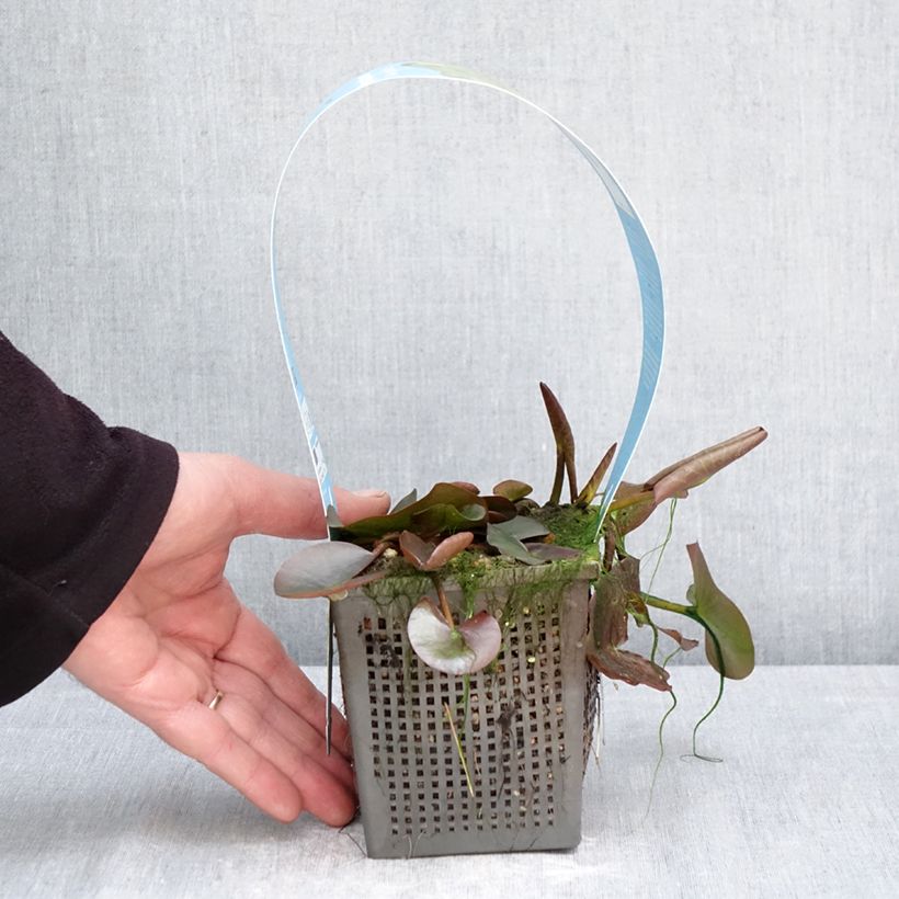 Exemplaar van Nymphaea Marliacea Albida - Waterlelie Pot van 1 l/1,5 l zoals geleverd in de lente