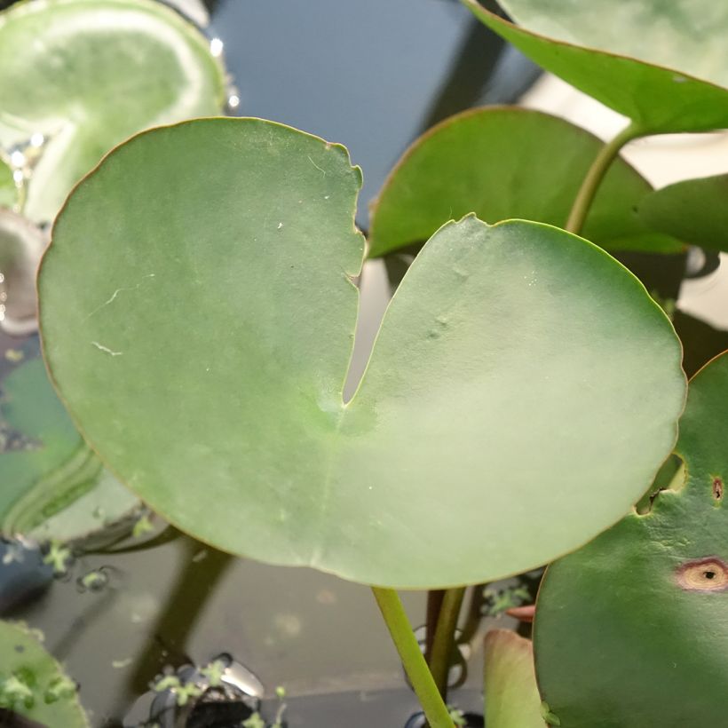 Nymphaea Marliacea Carnea - Waterlelie (Blad)