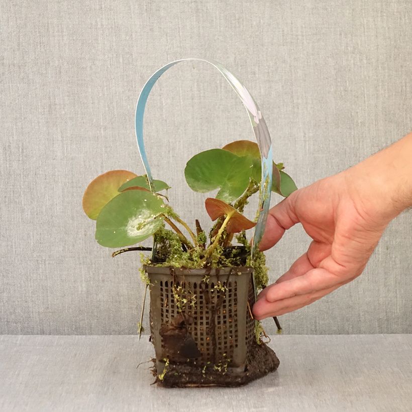 Exemplaar van Nymphaea Marliacea Carnea - Waterlelie Pot van 1 l/1,5 l zoals geleverd in de herfst