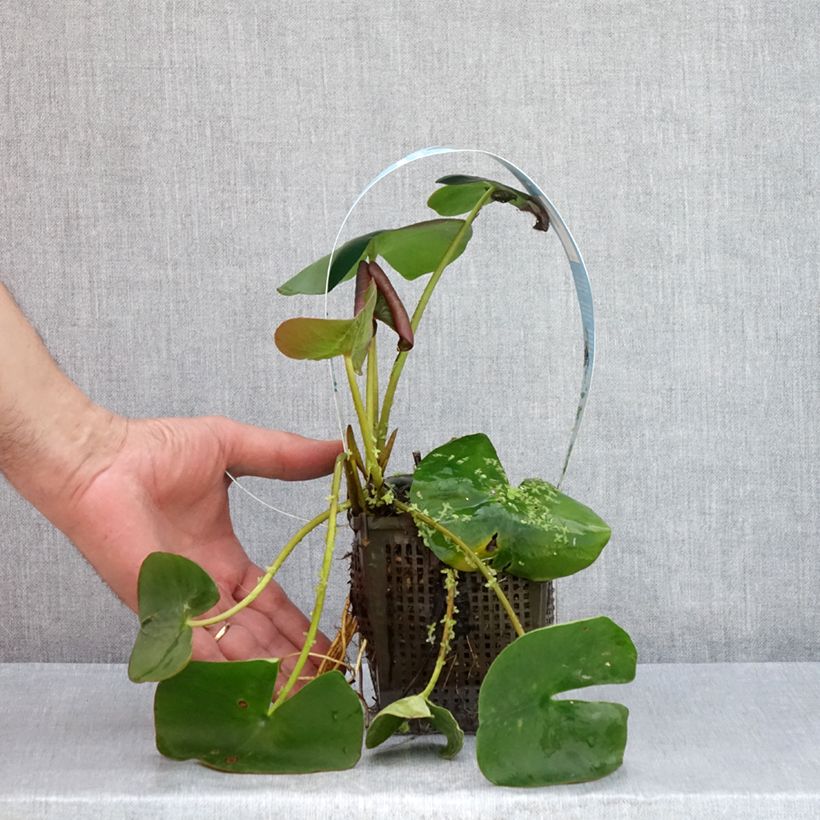 Exemplaar van Nymphaea Marliacea Carnea - Waterlelie Pot van 1 l/1,5 l zoals geleverd in de zomer