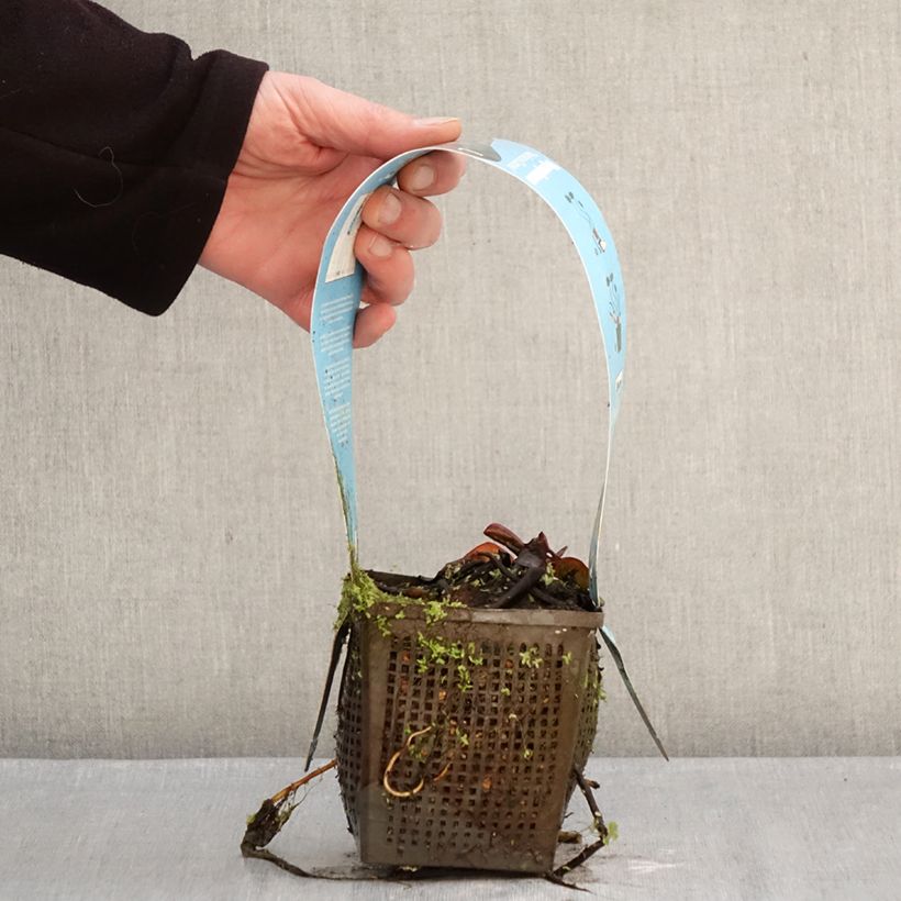 Exemplaar van Nymphaea Marliacea Carnea - Waterlelie Pot van 1 l/1,5 l zoals geleverd in de winter