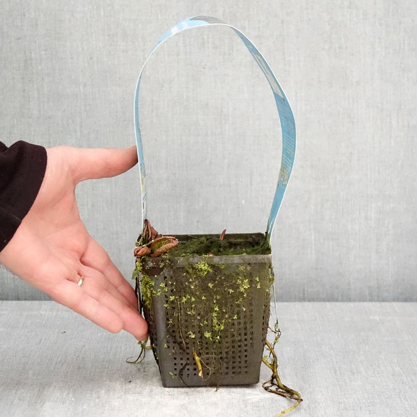 Exemplaar van Nymphaea Marliacea Carnea - Waterlelie Pot van 1 l/1,5 l zoals geleverd in de lente