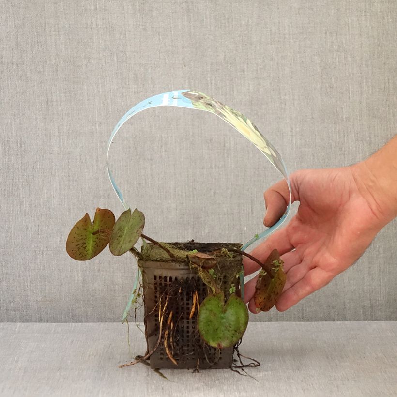 Exemplaar van Nymphaea Marliacea Chromatella - Waterlelie Pot van 1 l/1,5 l zoals geleverd in de herfst
