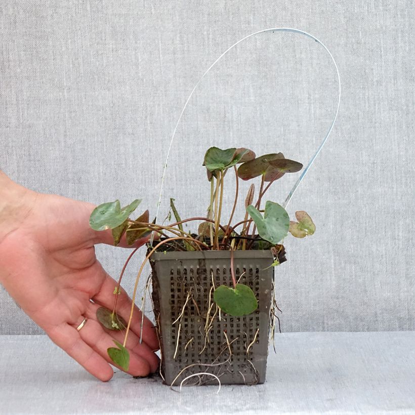 Exemplaar van Nymphaea Marliacea Chromatella - Waterlelie Pot van 1 l/1,5 l zoals geleverd in de zomer