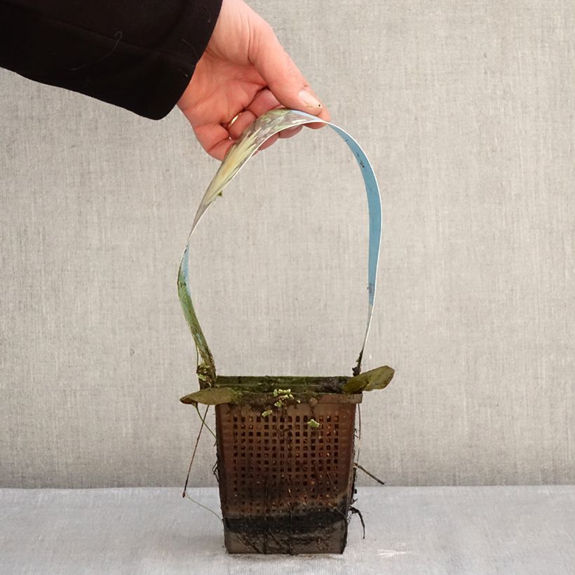 Exemplaar van Nymphaea Marliacea Chromatella - Waterlelie Pot van 1 l/1,5 l zoals geleverd in de winter