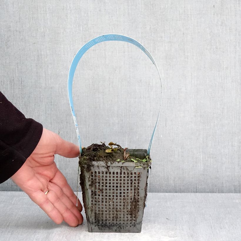 Exemplaar van Nymphaea Marliacea Chromatella - Waterlelie Pot van 1 l/1,5 l zoals geleverd in de lente