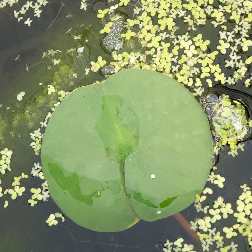 Nymphaea Marliacea Rubra Punctata - Waterlelie (Blad)