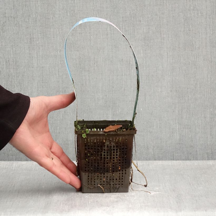 Exemplaar van Nymphaea Marliacea Rubra Punctata - Waterlelie Pot van 1 l/1,5 l zoals geleverd in de herfst