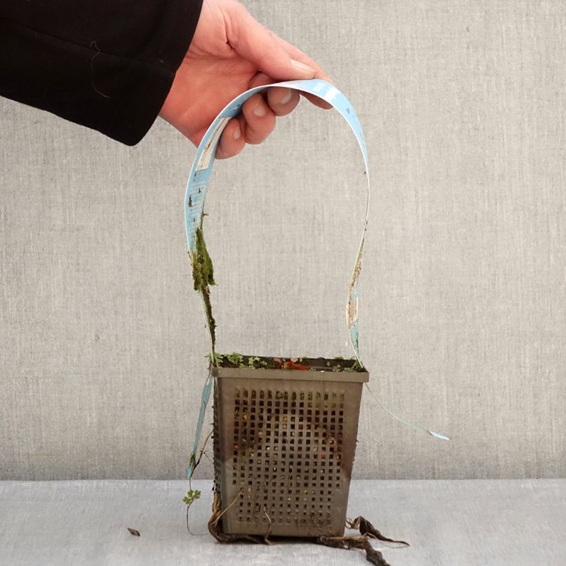 Exemplaar van Nymphaea Marliacea Rubra Punctata - Waterlelie Pot van 1 l/1,5 l zoals geleverd in de winter