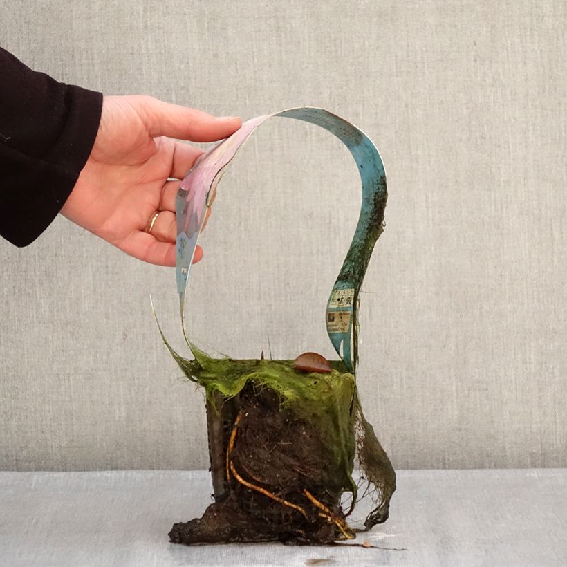 Exemplaar van Nymphaea Mayla - Waterlelie Pot van 1 l/1,5 l zoals geleverd in de winter