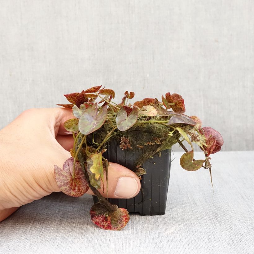 Exemplaar van Nymphaea Miami Rose - Waterlelie Pot van 1,5 l/2 l zoals geleverd in de herfst