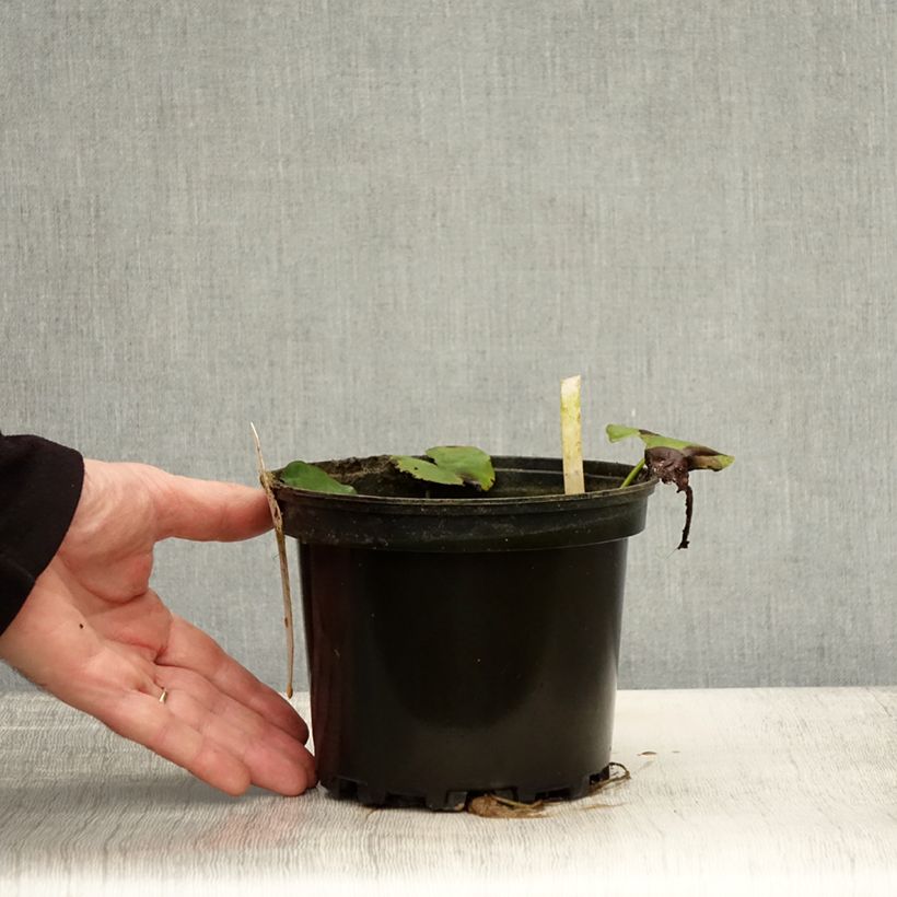 Exemplaar van Nymphaea Moorei - Waterlelie Pot van 1,5 l/2 l zoals geleverd in de herfst
