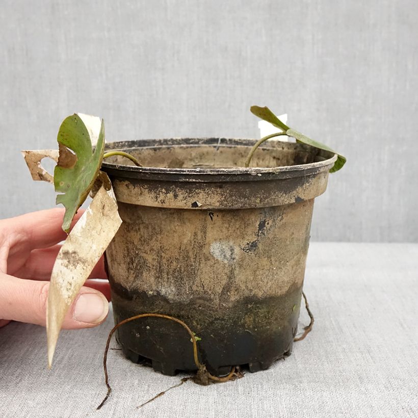 Exemplaar van Nymphaea Newton - Waterlelie Pot van 1,5 l/2 l zoals geleverd in de winter