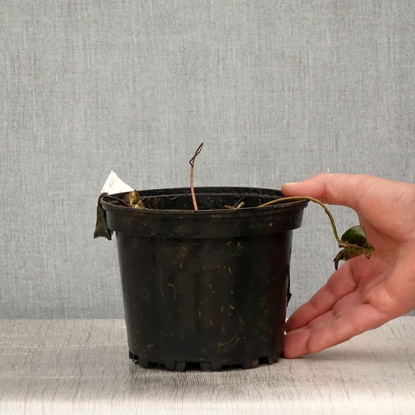 Exemplaar van Nymphaea Newton - Waterlelie Pot van 1,5 l/2 l zoals geleverd in de lente