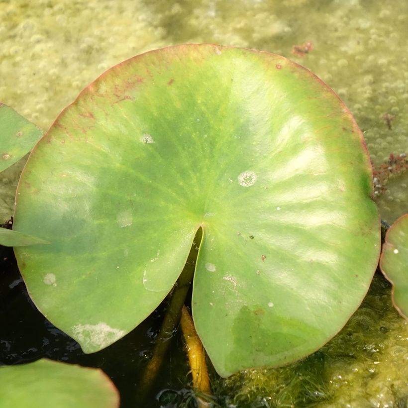 Nymphaea Newton - Waterlelie (Blad)