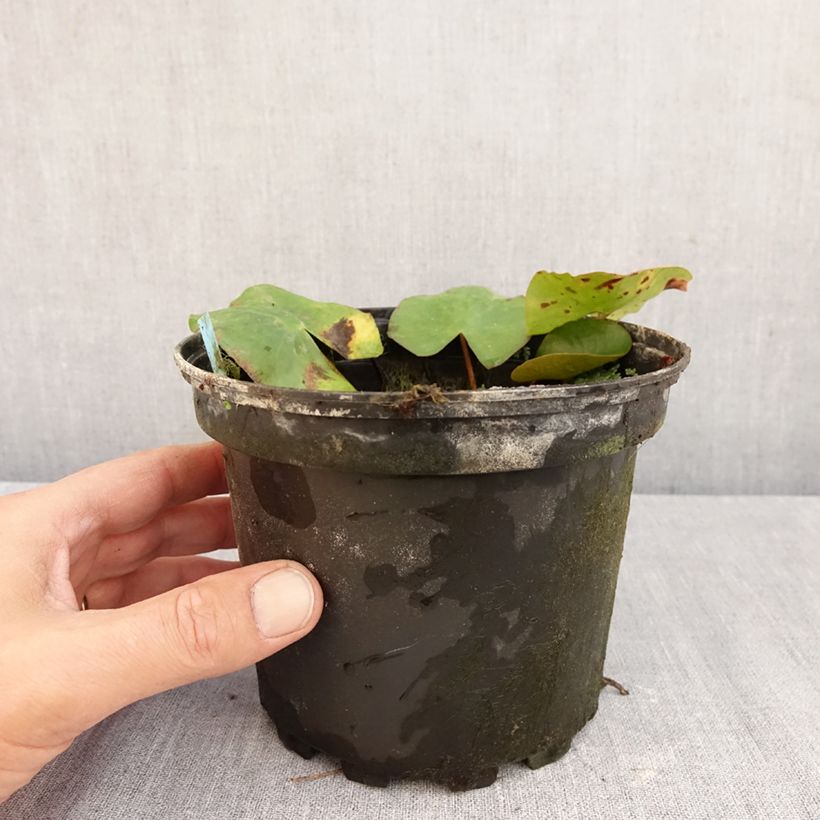 Exemplaar van Nymphaea Newton - Waterlelie Pot van 1,5 l/2 l zoals geleverd in de herfst