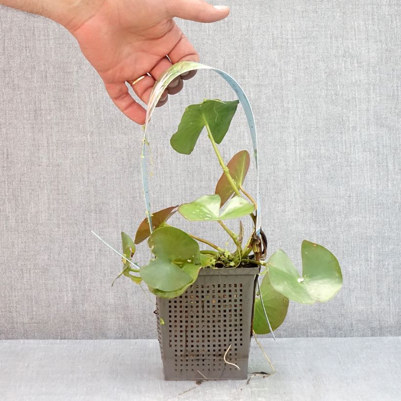 Exemplaar van Nymphaea odorata Alba - Welriekende waterlelie Pot van 1 l/1,5 l zoals geleverd in de zomer