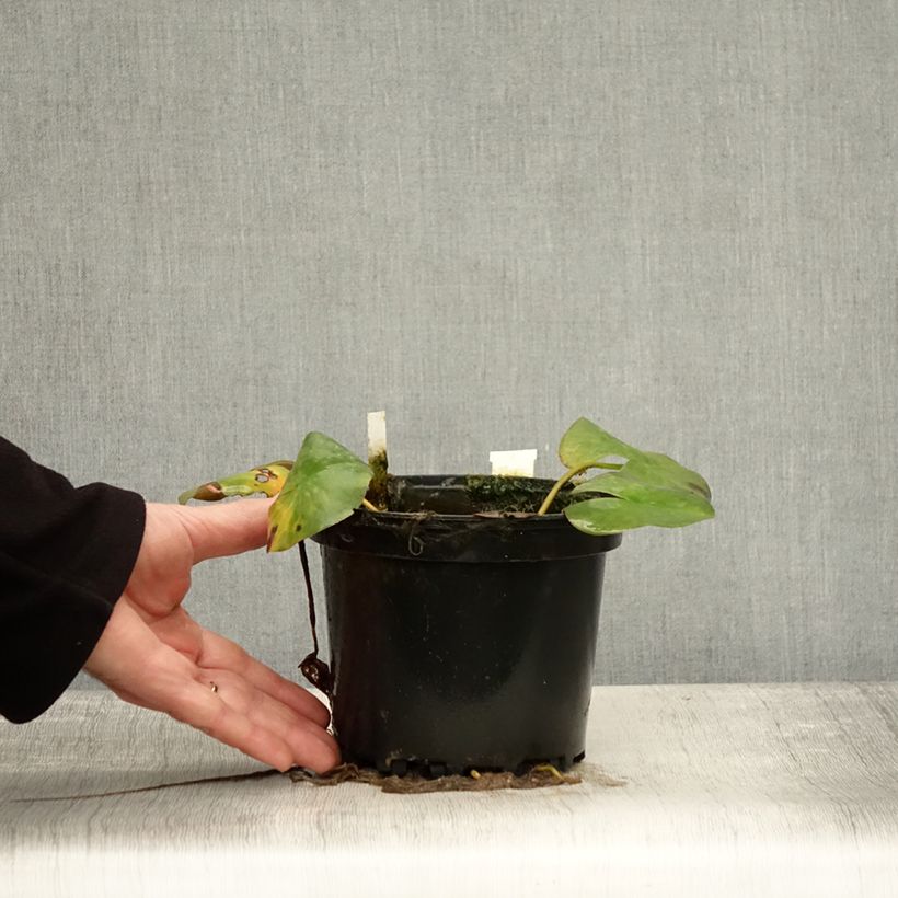 Exemplaar van Nymphaea Odorata Suavissima - Nénuphar rustique rose Pot de 1,5L/2L zoals geleverd in de herfst