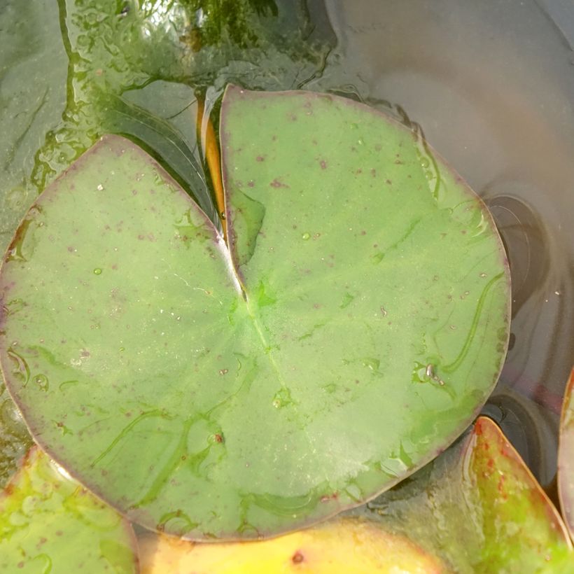 Nymphaea odorata Odorata Suavissima - Waterlelie (Blad)