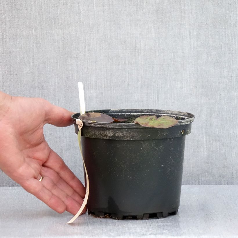 Exemplaar van Nymphaea odorata Odorata Suavissima - Waterlelie Pot van 1,5 l/2 l zoals geleverd in de zomer