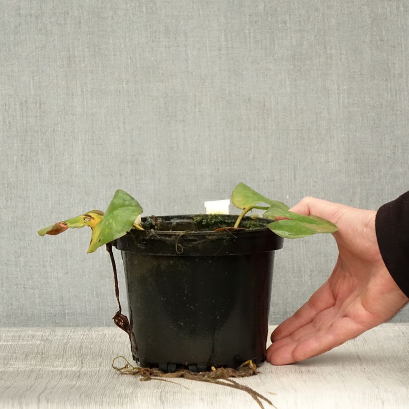 Exemplaar van Nymphaea odorata Sulphurea Grandiflora - Waterlelie Pot van 1,5 l/2 l zoals geleverd in de herfst