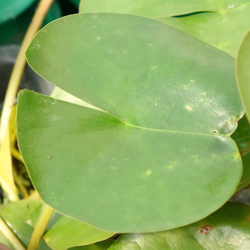 Nymphaea Perry's Double White - Waterlelie (Blad)