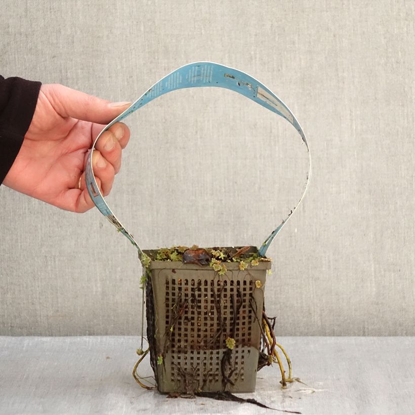 Exemplaar van Nymphaea Perry's Double White - Waterlelie Pot van 1 l/1,5 l zoals geleverd in de winter