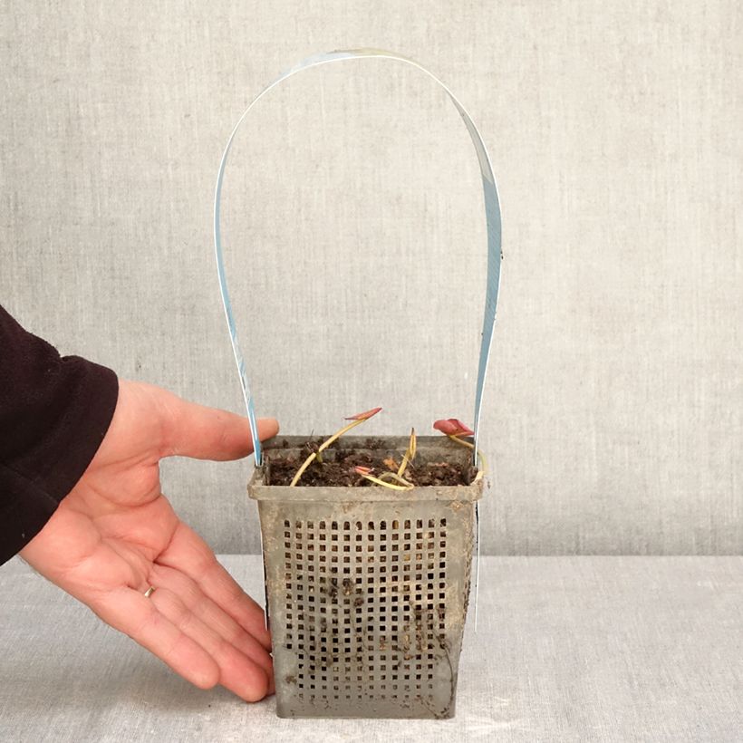 Exemplaar van Nymphaea Perry's Double White - Waterlelie Pot van 1 l/1,5 l zoals geleverd in de lente