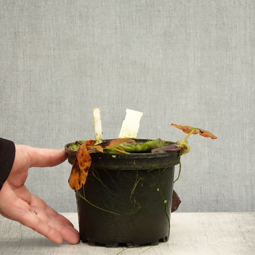 Exemplaar van Nymphaea Perry's Red Glow - Nénuphar rustique rouge Pot de 1,5L/2L zoals geleverd in de herfst