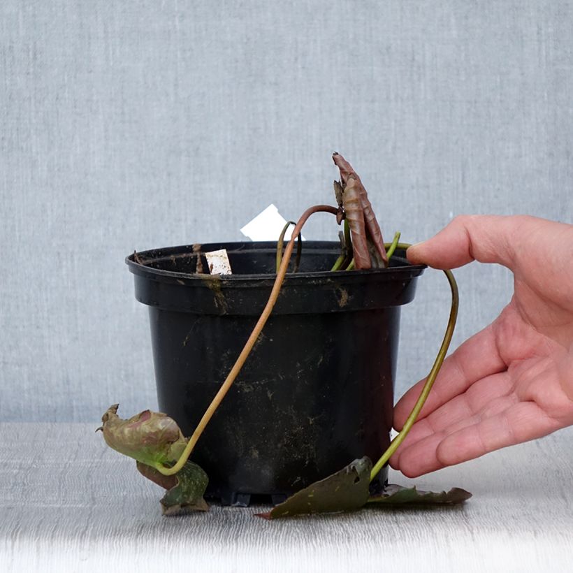 Exemplaar van Nymphaea Perry's Red Glow - Waterlelie Pot van 1,5 l/2 l zoals geleverd in de lente