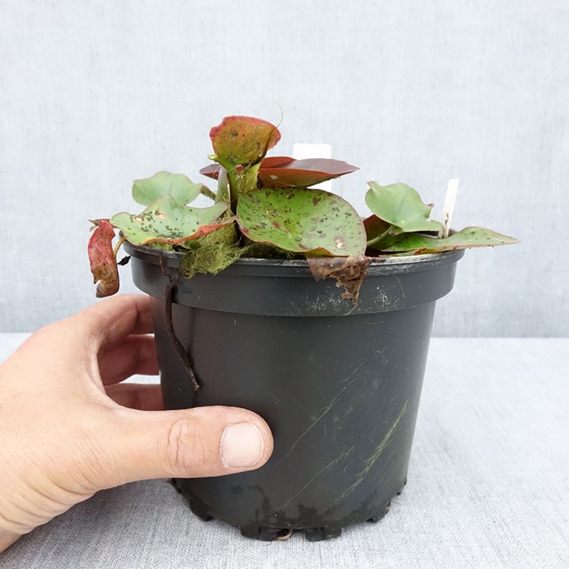 Exemplaar van Nymphaea Perry's Red Glow - Waterlelie Pot van 1,5 l/2 l zoals geleverd in de zomer