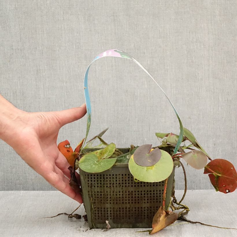 Exemplaar van Nymphaea Peter Slocum - Waterlelie Pot van 3 l/4 l zoals geleverd in de herfst