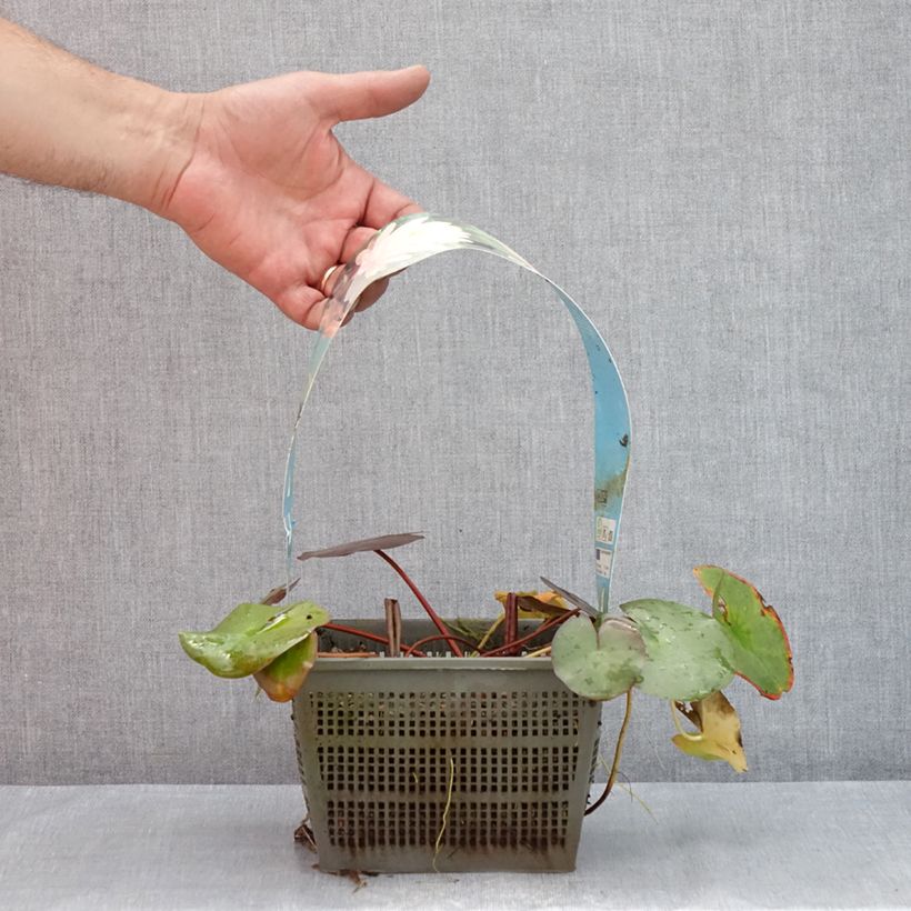 Exemplaar van Nymphaea Peter Slocum - Waterlelie Pot van 3 l/4 l zoals geleverd in de zomer