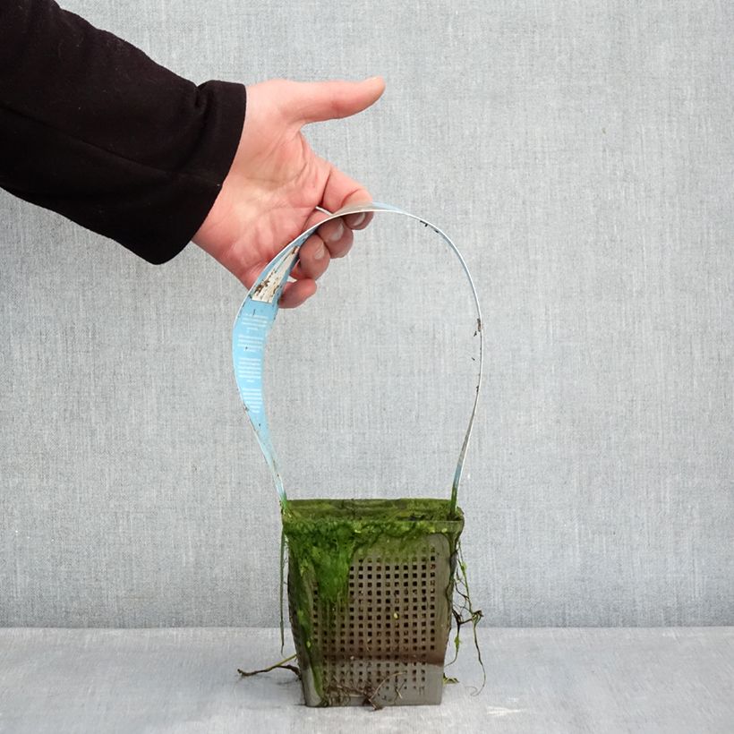 Exemplaar van Nymphaea Phoebus - Waterlelie Pot van 1 l/1,5 l zoals geleverd in de winter