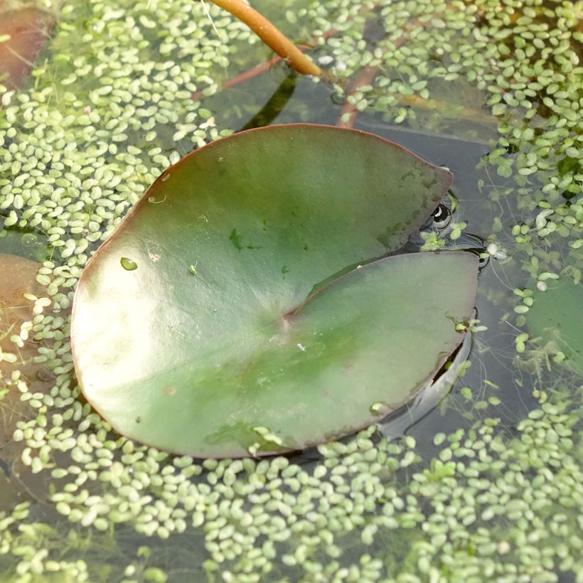 Nymphaea Pygmaea Rubra - Waterlelie (Blad)
