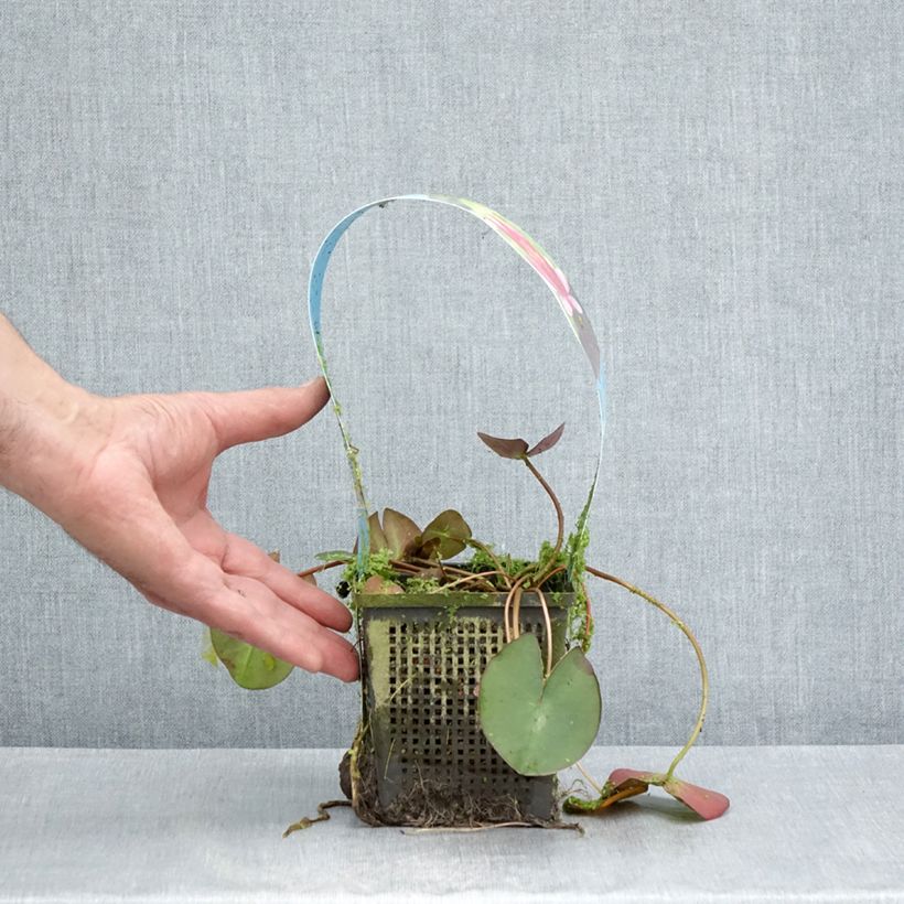 Exemplaar van Nymphaea Pygmaea Rubra - Waterlelie Pot van 1 l/1,5 l zoals geleverd in de zomer