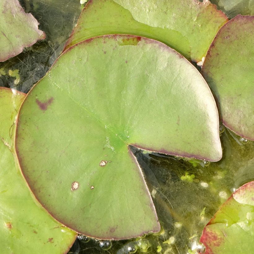 Nymphaea Ray Davies - Waterlelie (Blad)