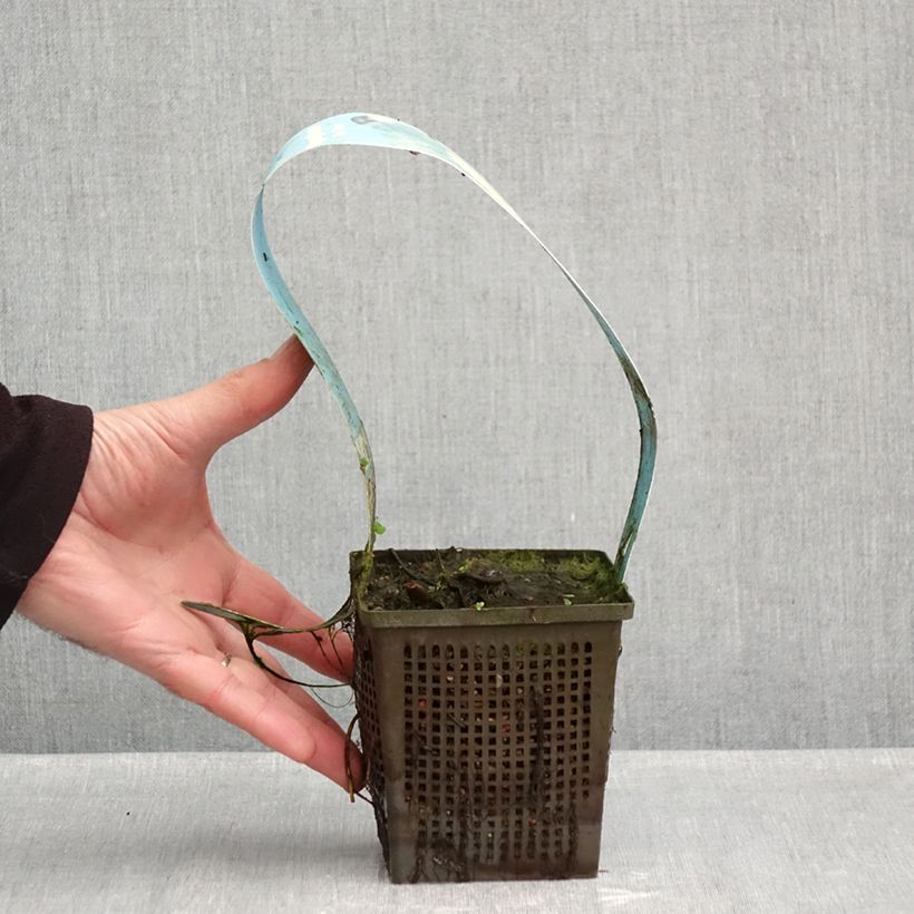 Exemplaar van Nymphaea Ray Davies - Waterlelie Pot van 1 l/1,5 l zoals geleverd in de herfst