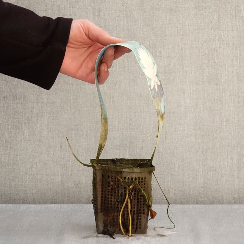 Exemplaar van Nymphaea Ray Davies - Waterlelie Pot van 1 l/1,5 l zoals geleverd in de winter