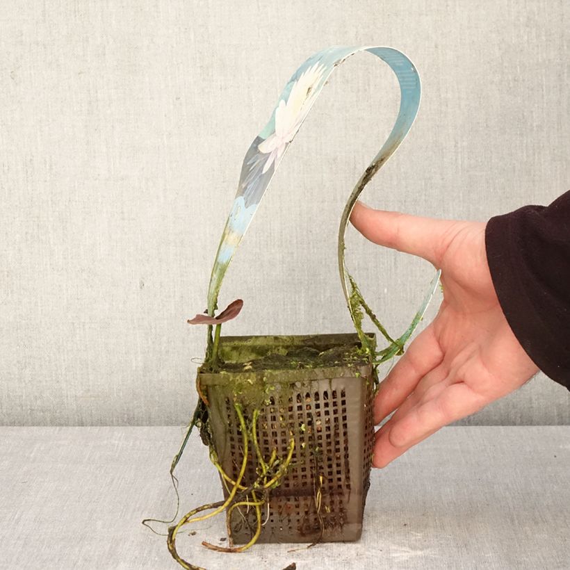 Exemplaar van Nymphaea Ray Davies - Waterlelie Pot van 1 l/1,5 l zoals geleverd in de lente