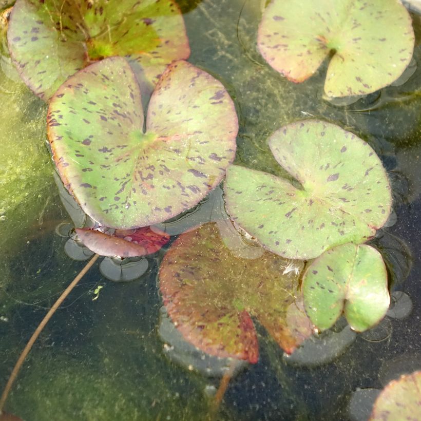 Nymphaea Red Spider - Waterlelie (Blad)