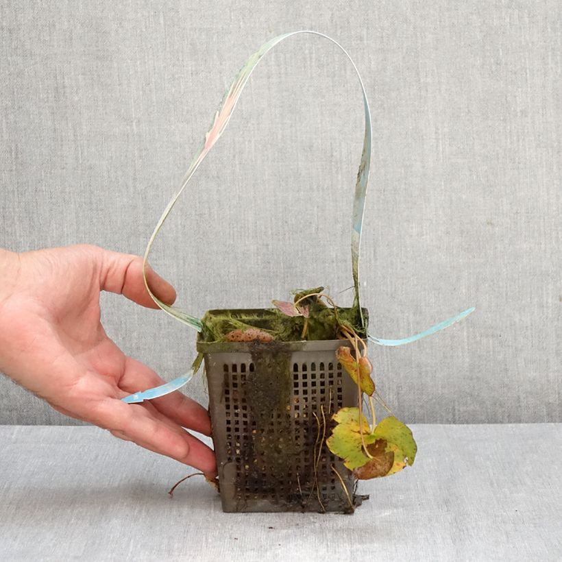 Exemplaar van Nymphaea Red Spider - Waterlelie Pot van 1 l/1,5 l zoals geleverd in de herfst